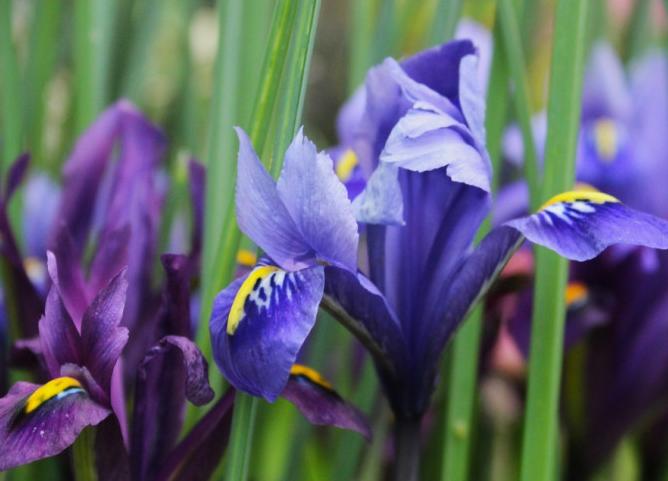 Экскурсии в Аптекарском огороде. Изображение 12