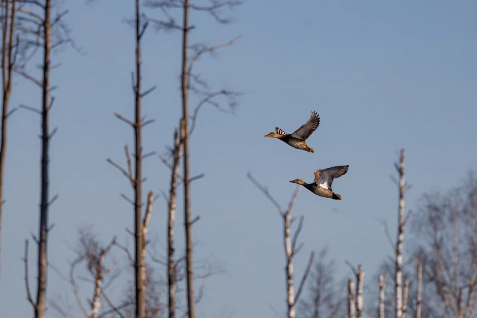 Орнитологическая экскурсия по понтонной экотропе. Изображение 7