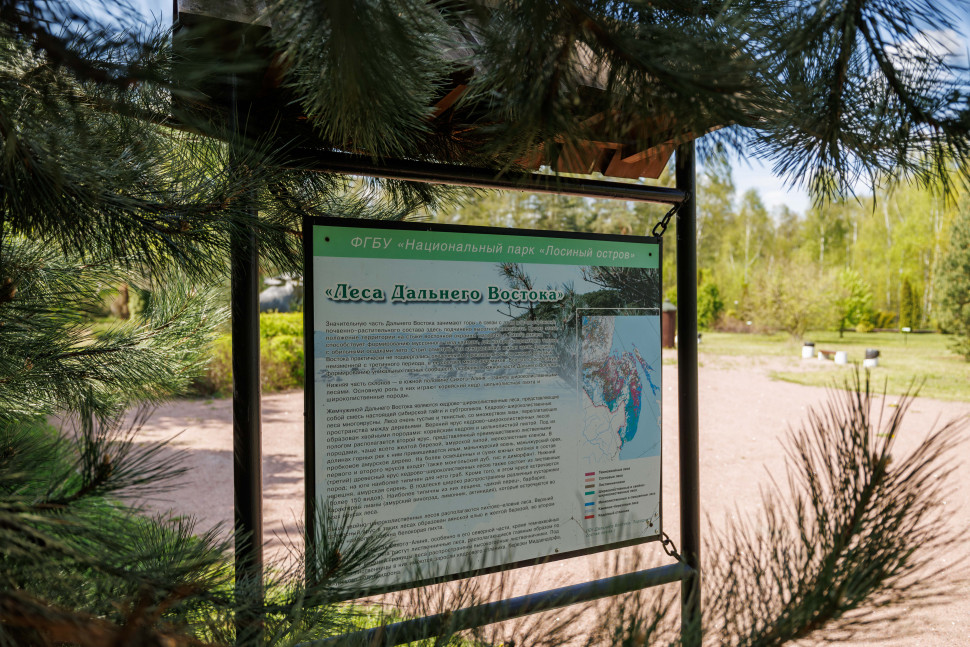 Экологическая экспозиция «Леса России». Изображение 14