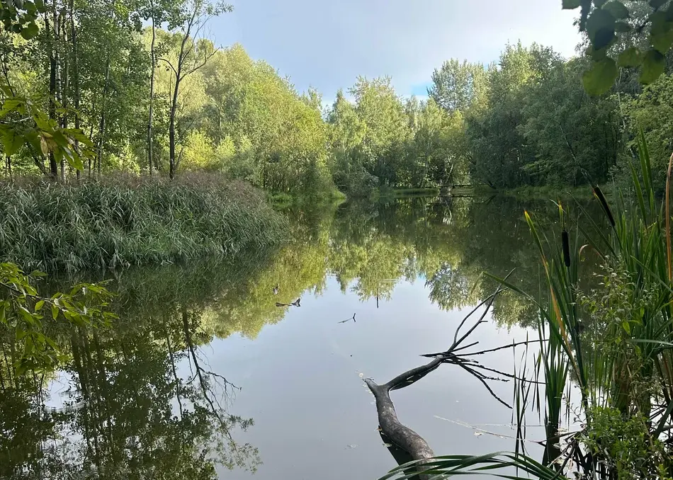 Лесопарк Покровское-Стрешнево. Изображение 1