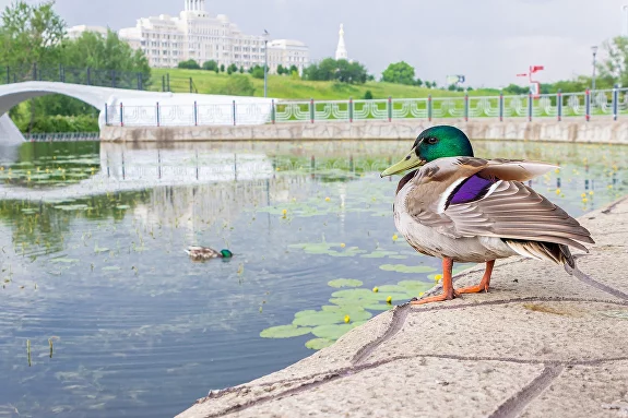 Парк Олимпийской деревни. Изображение 3
