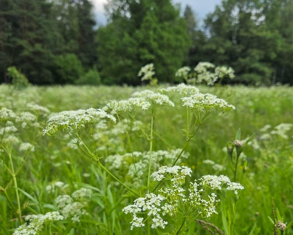 Экоцентр «Русский быт». Изображение 1