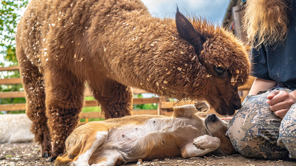 Городская ферма на ВДНХ. Изображение 4