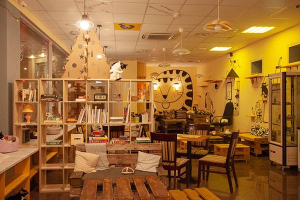 Котокафе "Мурчашка". Изображение 1