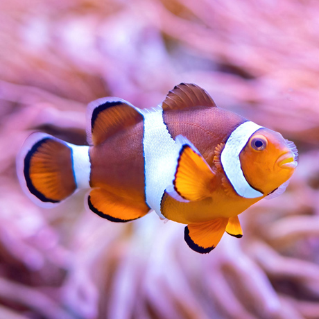 Крокус Сити Океанариум. Изображение 4