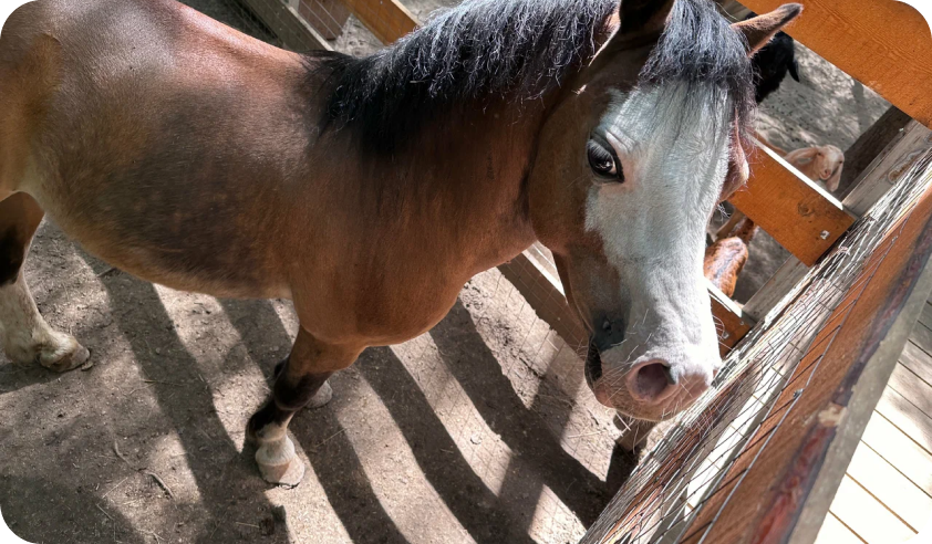 Зоопарк во Vnukovo Outlet Village. Изображение 8