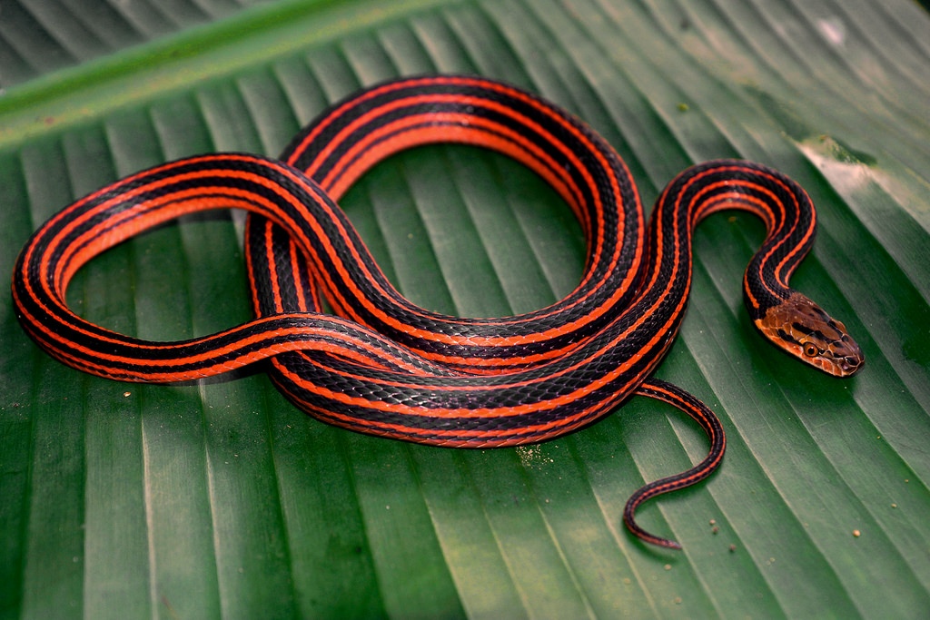 Антикафе с экзотариумом "Жучки-паучки". Изображение 4