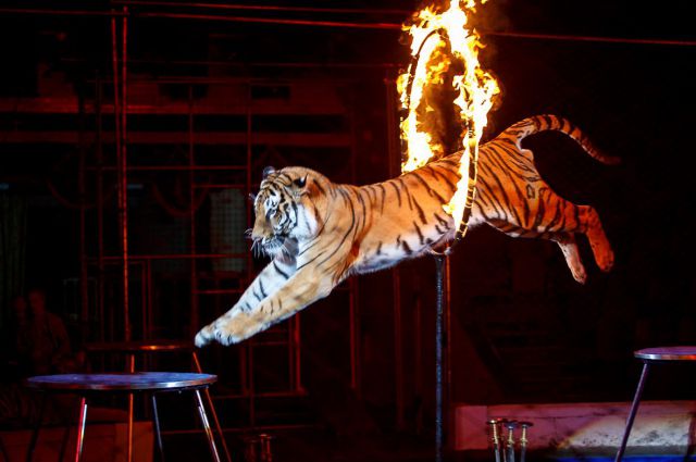 Московский Цирк Никулина на Цветном бульваре. Изображение 4