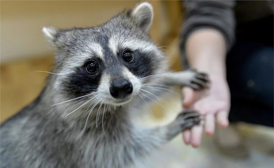 Национальный конный парк Русь. Изображение 10