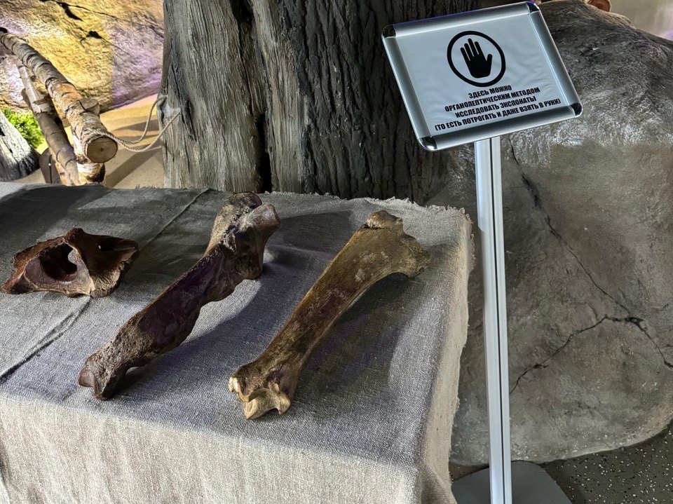 Выставка "Мамонт и его окружение". Изображение 5