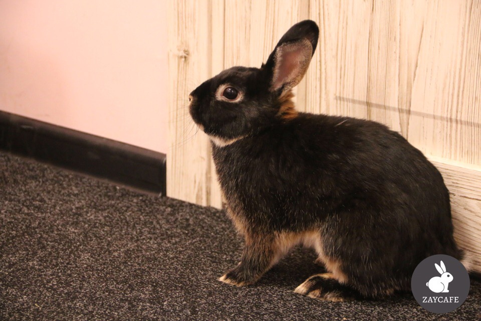 Зайкафе. Изображение 3