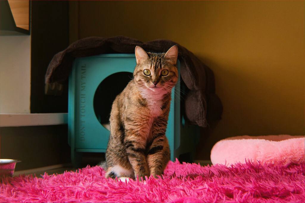 Котокафе "Котеешная №1". Изображение 10