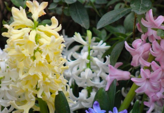 Экскурсии в Аптекарском огороде. Изображение 10