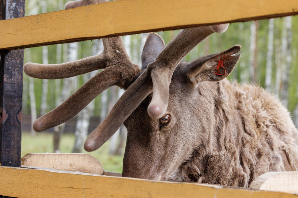 Экскурсия по вольерному комплексу Лосиной биостанции. Изображение 4