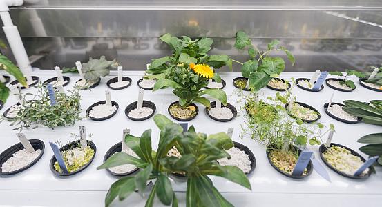 Флорариум. Как все устроено. Изображение 2