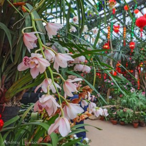 Фестиваль Китайского Нового года. Изображение 3