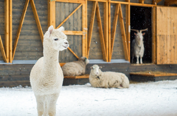 Городская ферма на ВДНХ. Изображение 7