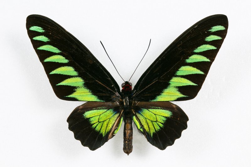 На крыльях бабочки. Изображение 2