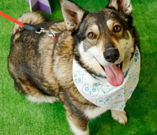 Зоофест 2025. Изображение 7