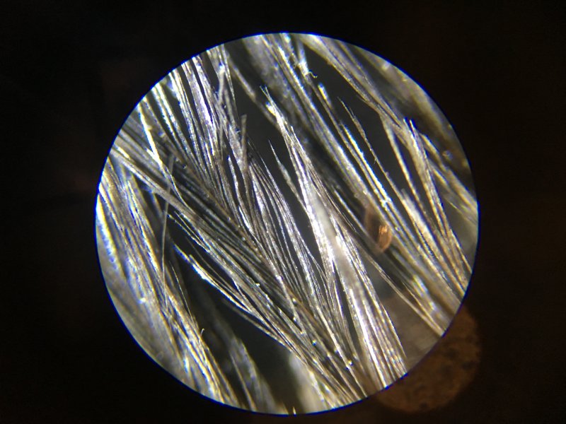 Занятие: Пух и перья под микроскопом. Изображение 1