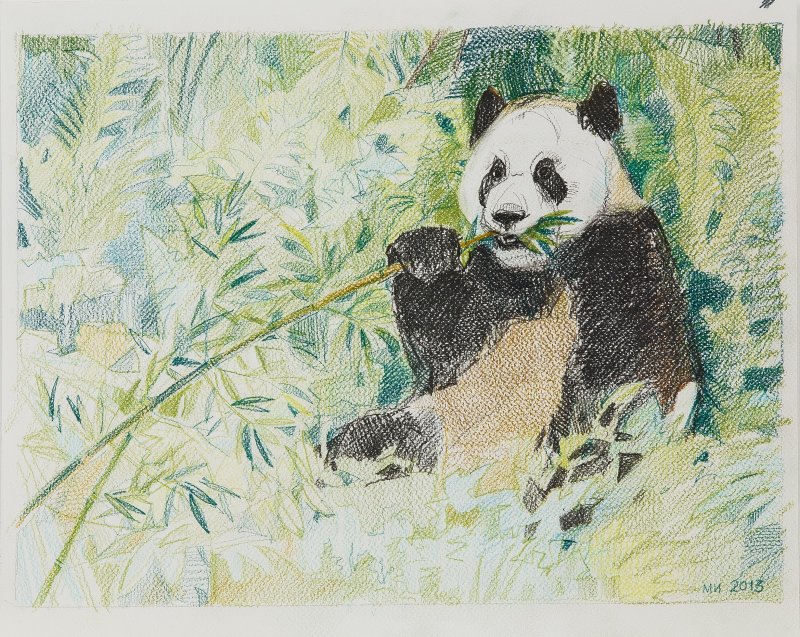 День Панды в Дарвиновском музее. Изображение 1