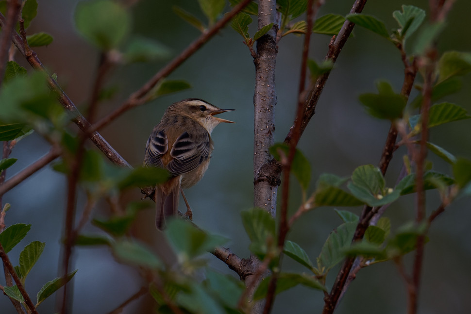 Экологическая тропа «Заповедный лес». Изображение 6