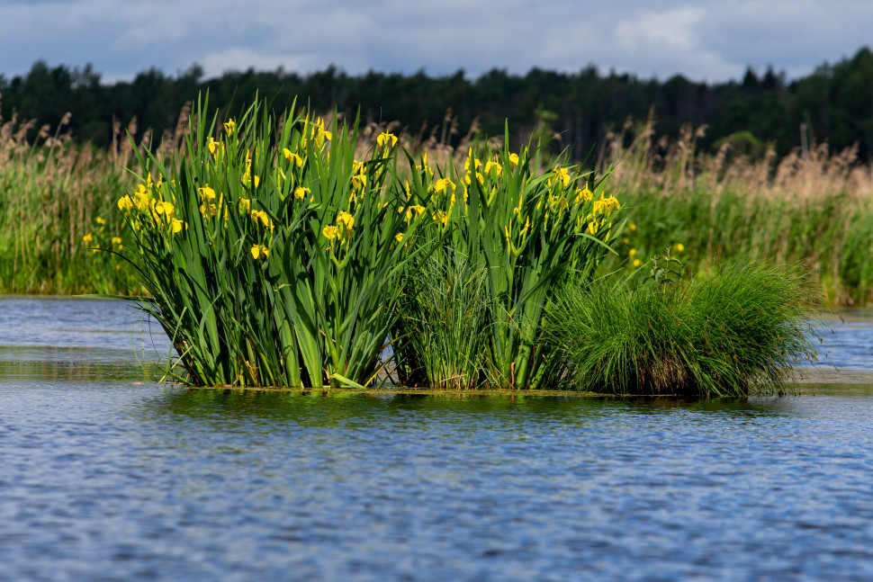 Экскурсия на байдарках по Верхнеяузскому водно-болотному комплексу до 3 км. Изображение 4