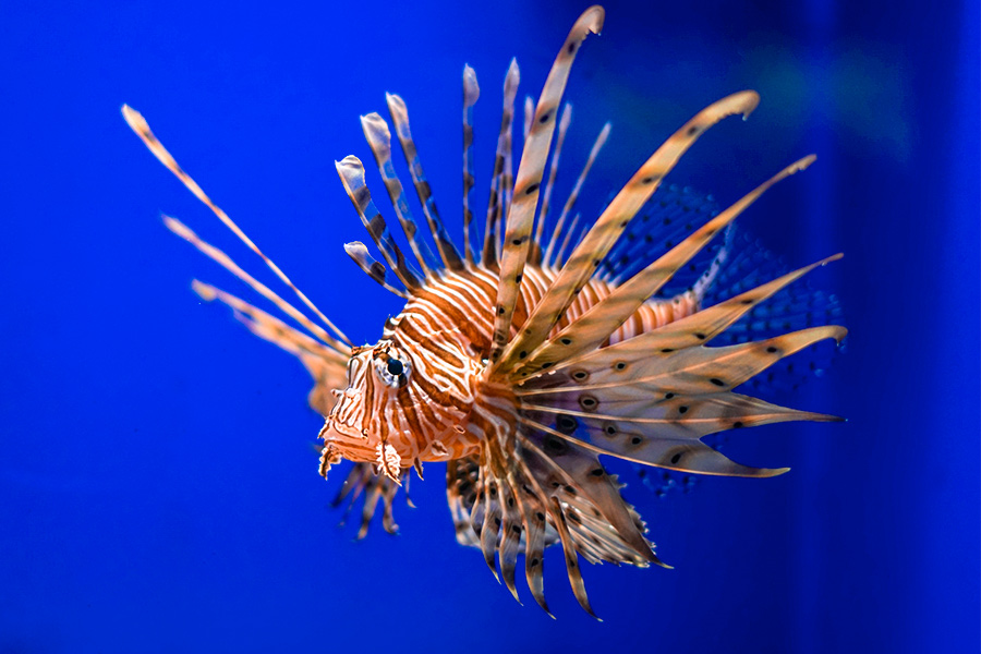 Москвариум - центр океанографии и морской биологии . Изображение 11