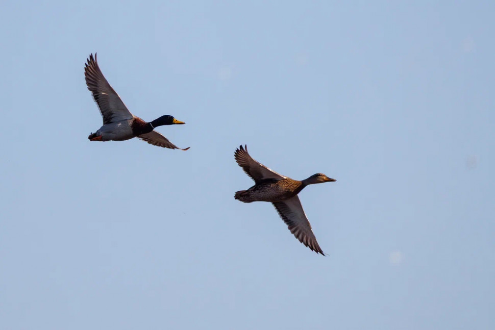 Орнитологическая экскурсия по понтонной экотропе. Изображение 8