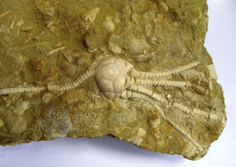 Каменная летопись нашего края. Изображение 3