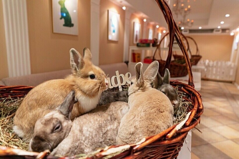 Зайкафе. Изображение 5