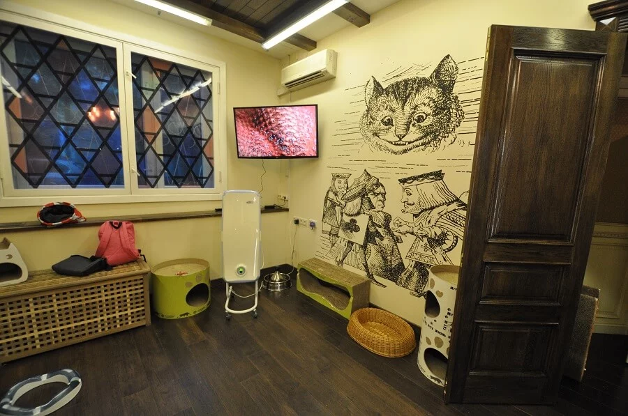 Котокафе "Котики и люди". Изображение 5