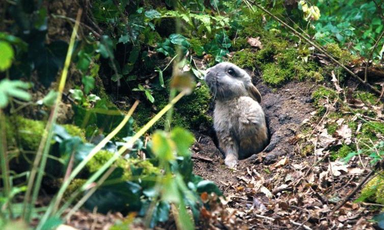 Бемби. История жизни в лесу. Изображение 4