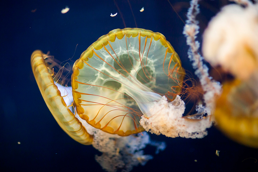 Москвариум - центр океанографии и морской биологии . Изображение 13