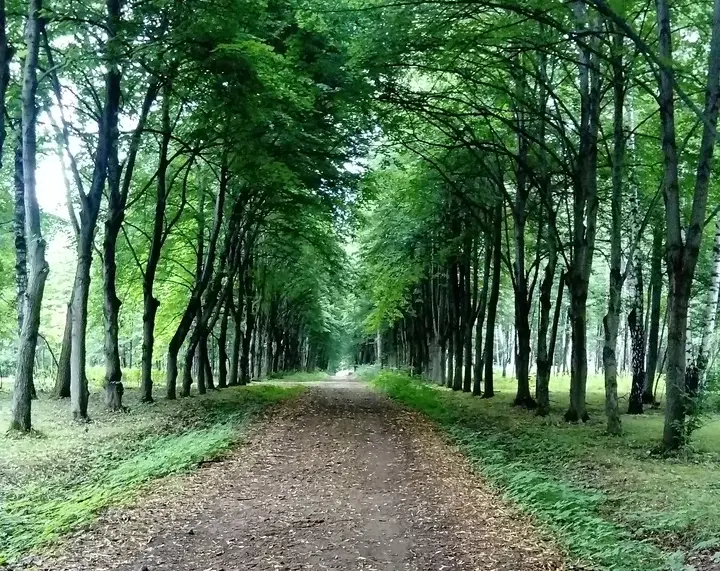 Бирюлевский лесопарк-дендрарий. Изображение 5