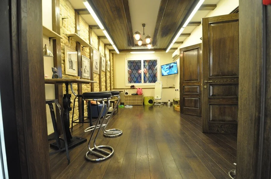 Котокафе "Котики и люди". Изображение 2