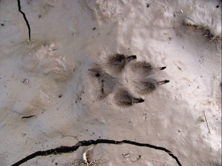 Занятие: Кто оставил след?. Изображение 4