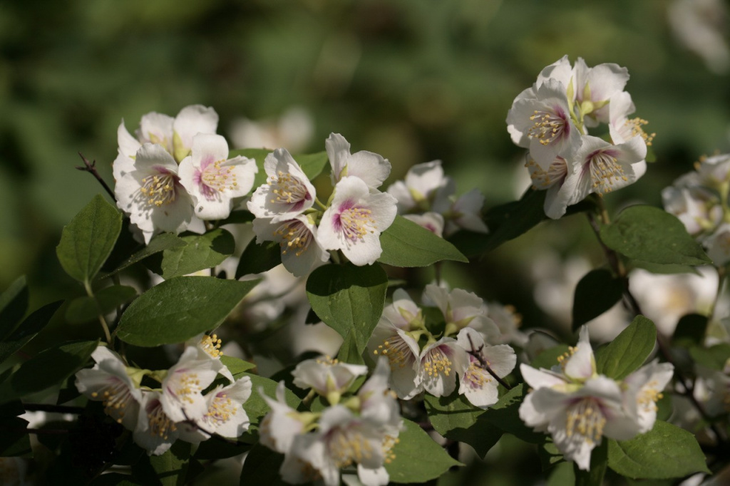 Ботанический сад ММА им. И.М. Сеченова. Изображение 1