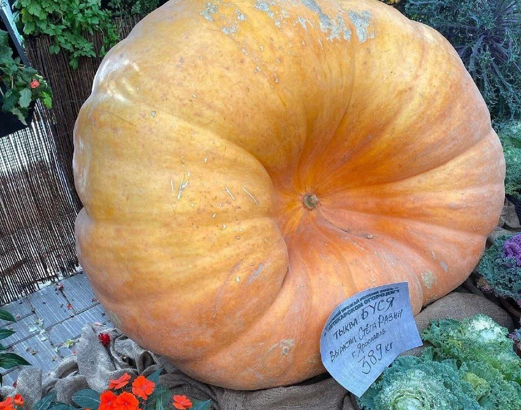 Выставка «Овощи-гиганты». Изображение 6