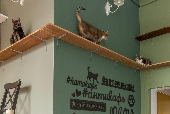 Котокафе "Котеешная №1". Изображение 6
