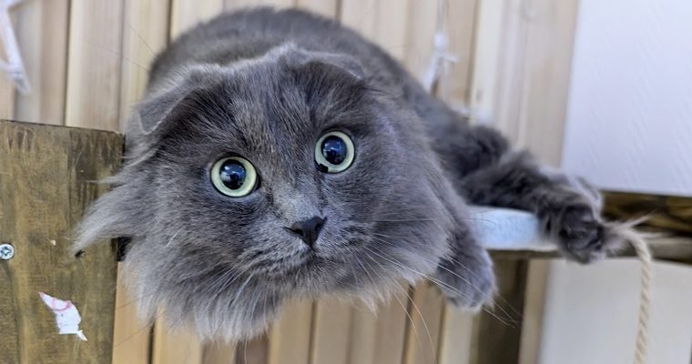 Котокафе "Мурчашка". Изображение 7