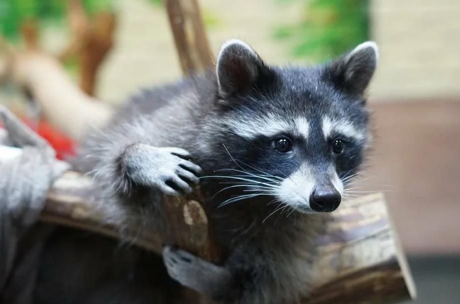 Антикафе "Пушистая братва". Изображение 4