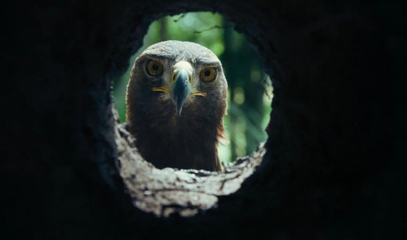 Бемби. История жизни в лесу. Изображение 3