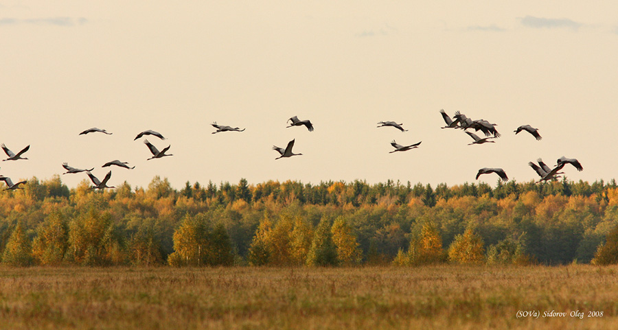 Государственный заказник "Журавлиная Родина". Изображение 5