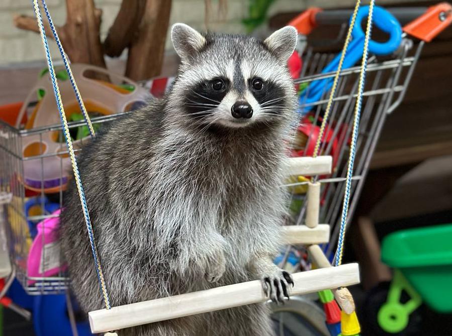 Антикафе "Пушистая братва". Изображение 1