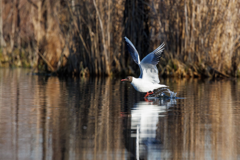Орнитологическая экскурсия по понтонной экотропе. Изображение 2