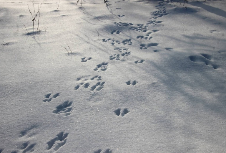 Занятие: Кто оставил след?. Изображение 1