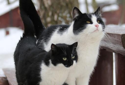 Живой уголок в Парке Патриот. Изображение 2