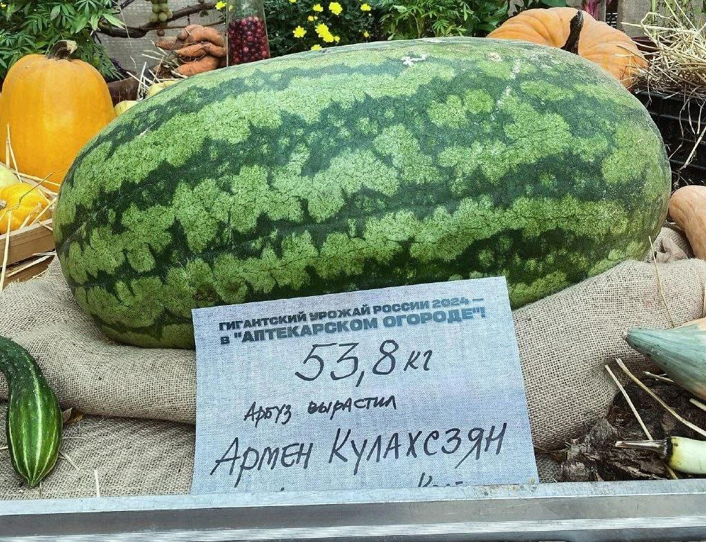 Выставка «Овощи-гиганты». Изображение 2