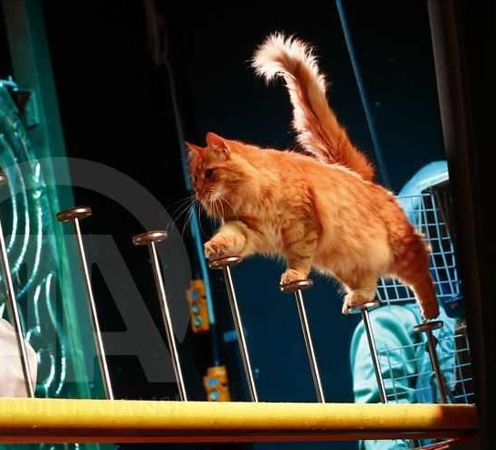 Новогодние представления и программы с животными